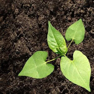 Etre capable de mettre en place une démarche de réflexion sur le désherbage pour des itinéraires techniques en ACS (Copie)